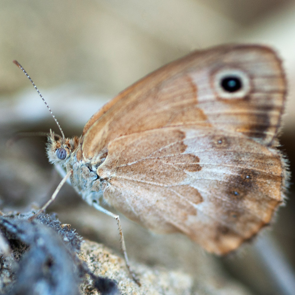 Coenonympha sp. quale ?